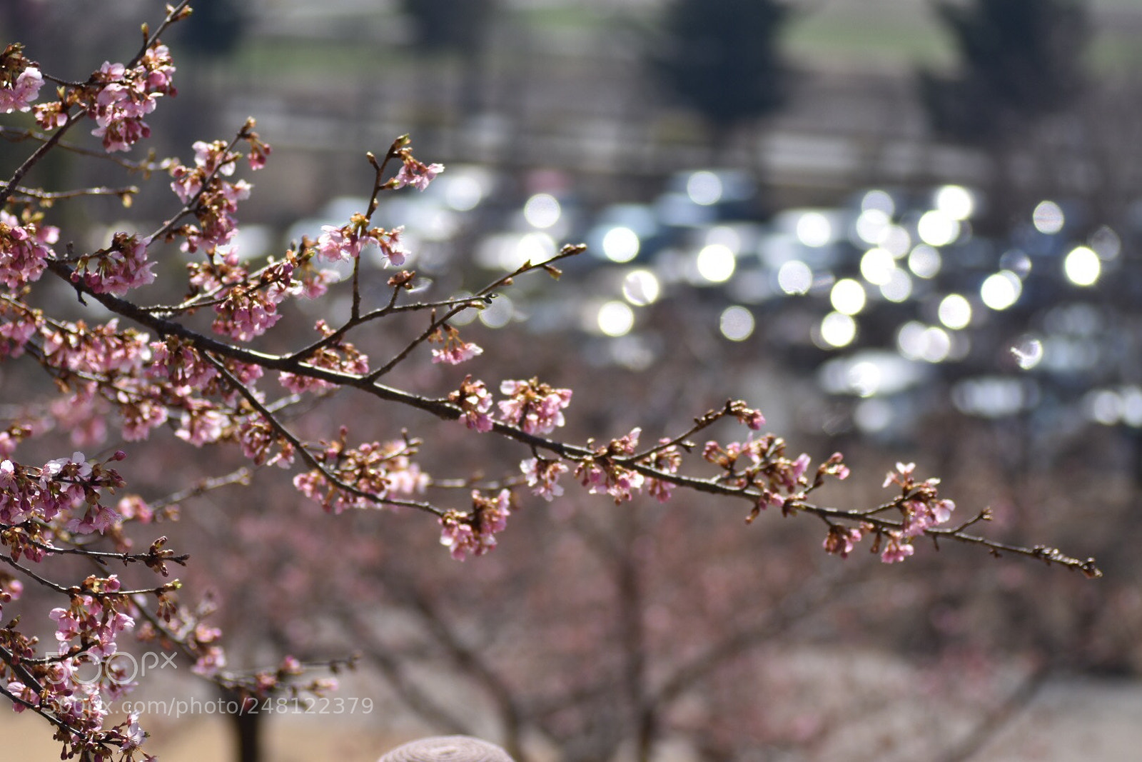 Nikon D7200 sample photo. Bloom coming soon！2018 photography