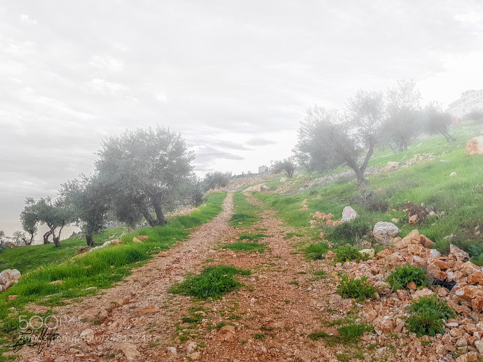 Samsung Galaxy S8 sample photo. Mountain road and olive photography