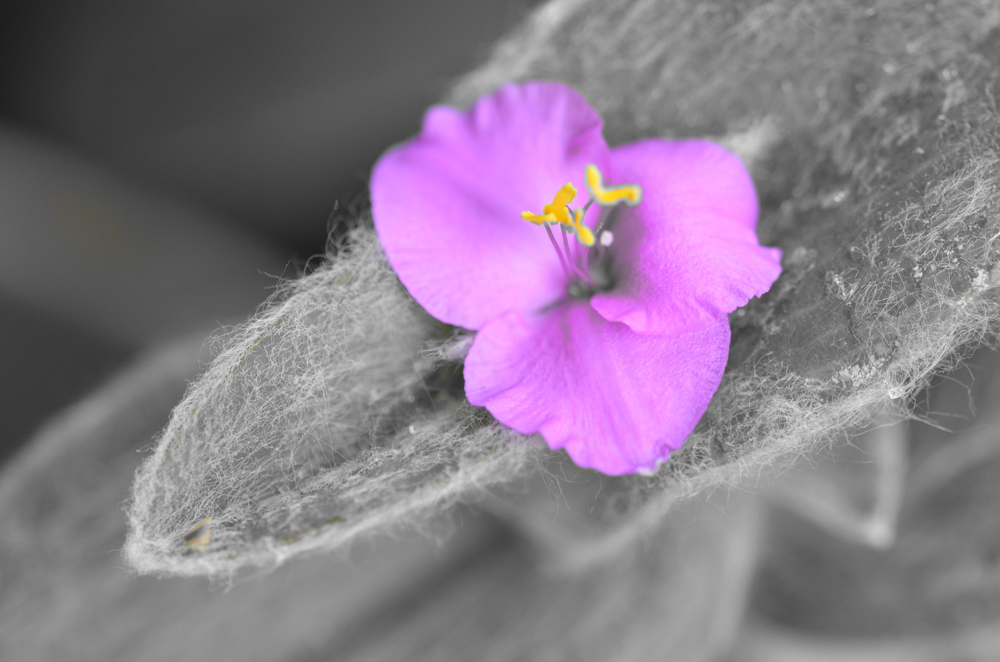 Sigma 105mm F2.8 EX DG OS HSM sample photo. Pembe Çiçek photography