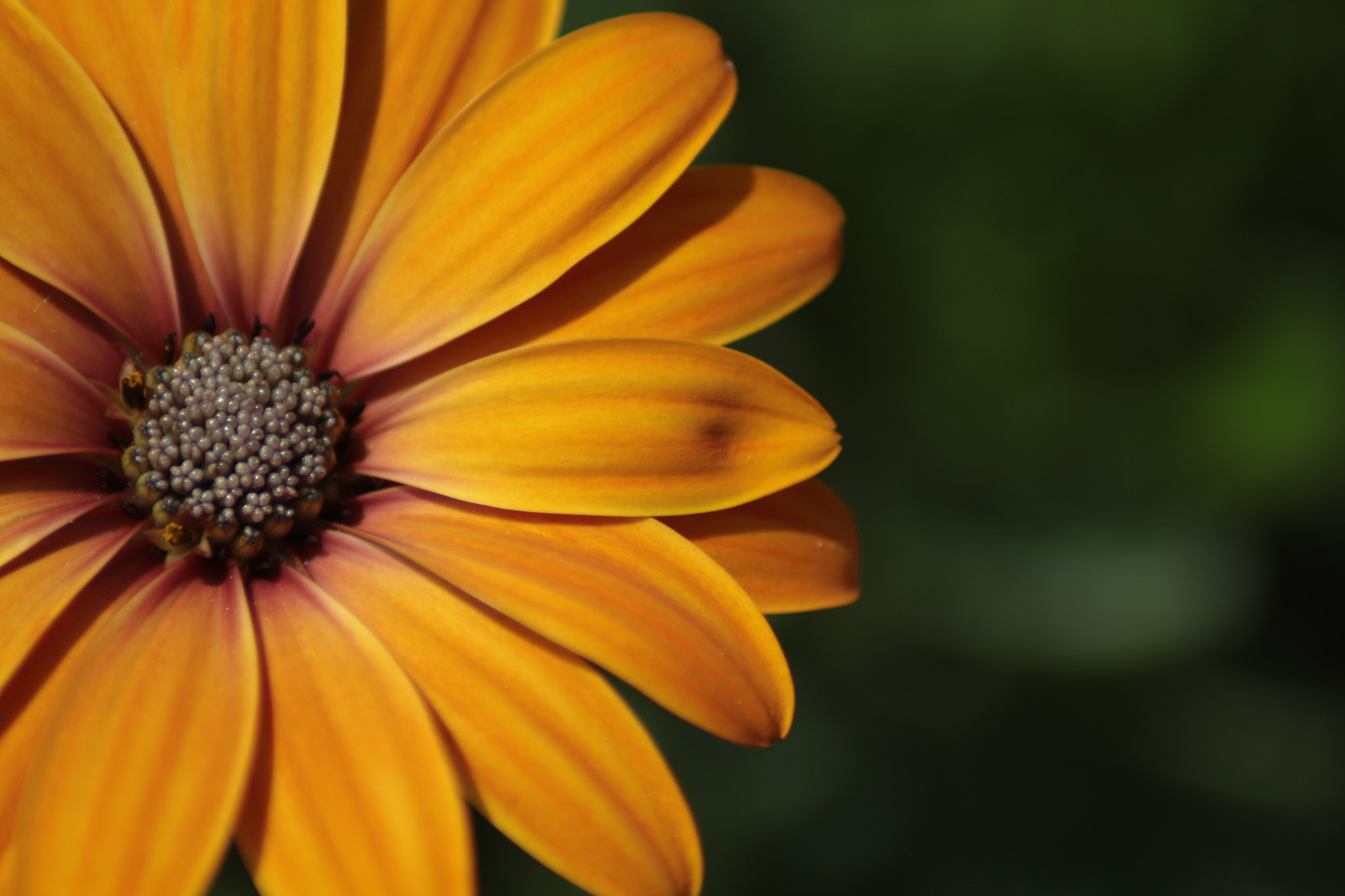 Canon EOS 650D (EOS Rebel T4i / EOS Kiss X6i) sample photo. Yellow daisy photography