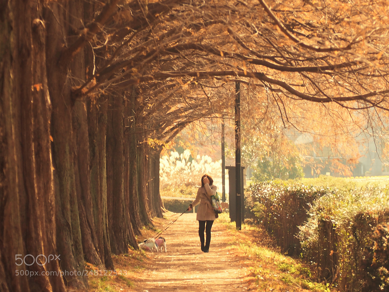 Olympus OM-D E-M1 sample photo. 冬の散歩道　winter walking path photography