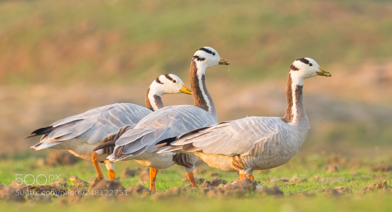 Canon EOS 700D (EOS Rebel T5i / EOS Kiss X7i) sample photo. Bar headed goose photography