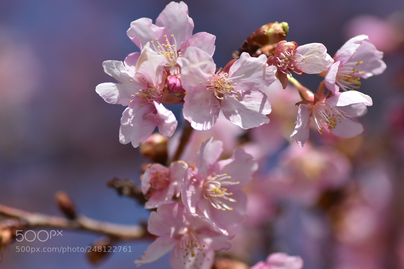Nikon D7200 sample photo. A cherry blossoms photography