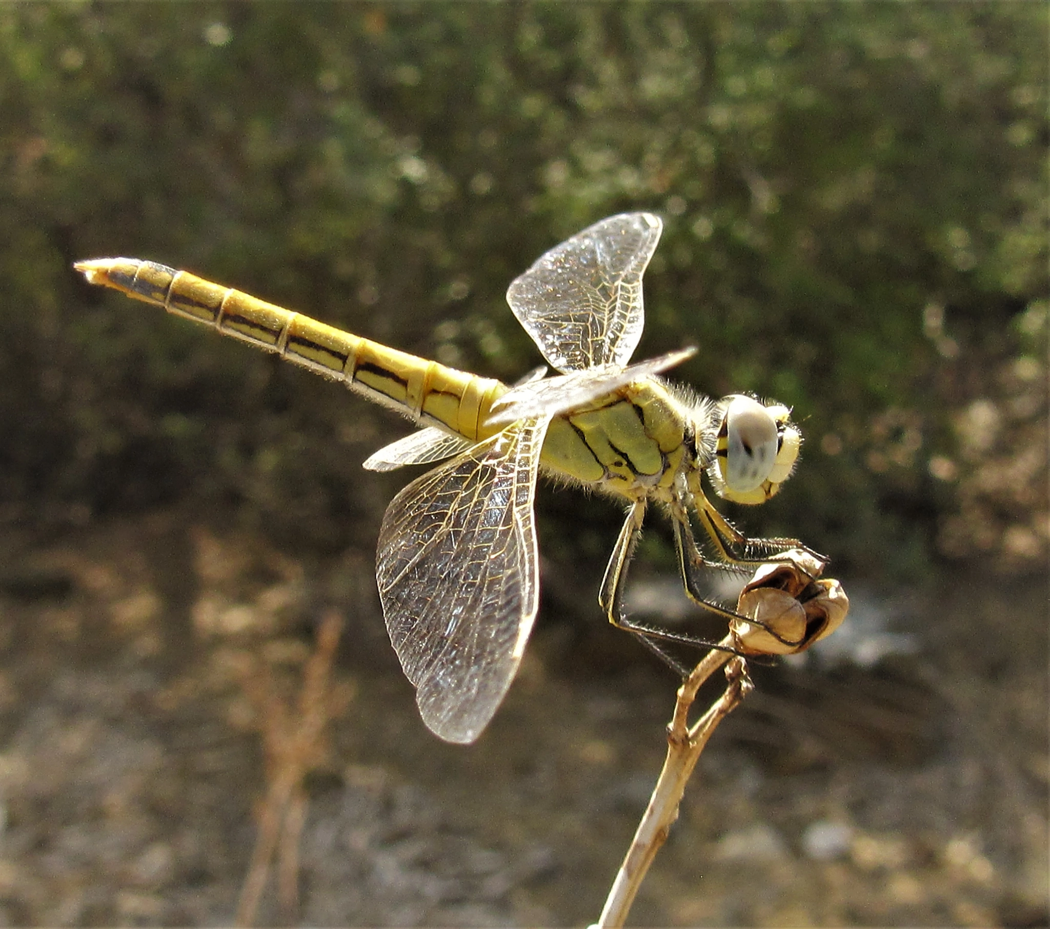 Canon PowerShot SX600 HS sample photo. Sympetrum flaveolum odonata photography