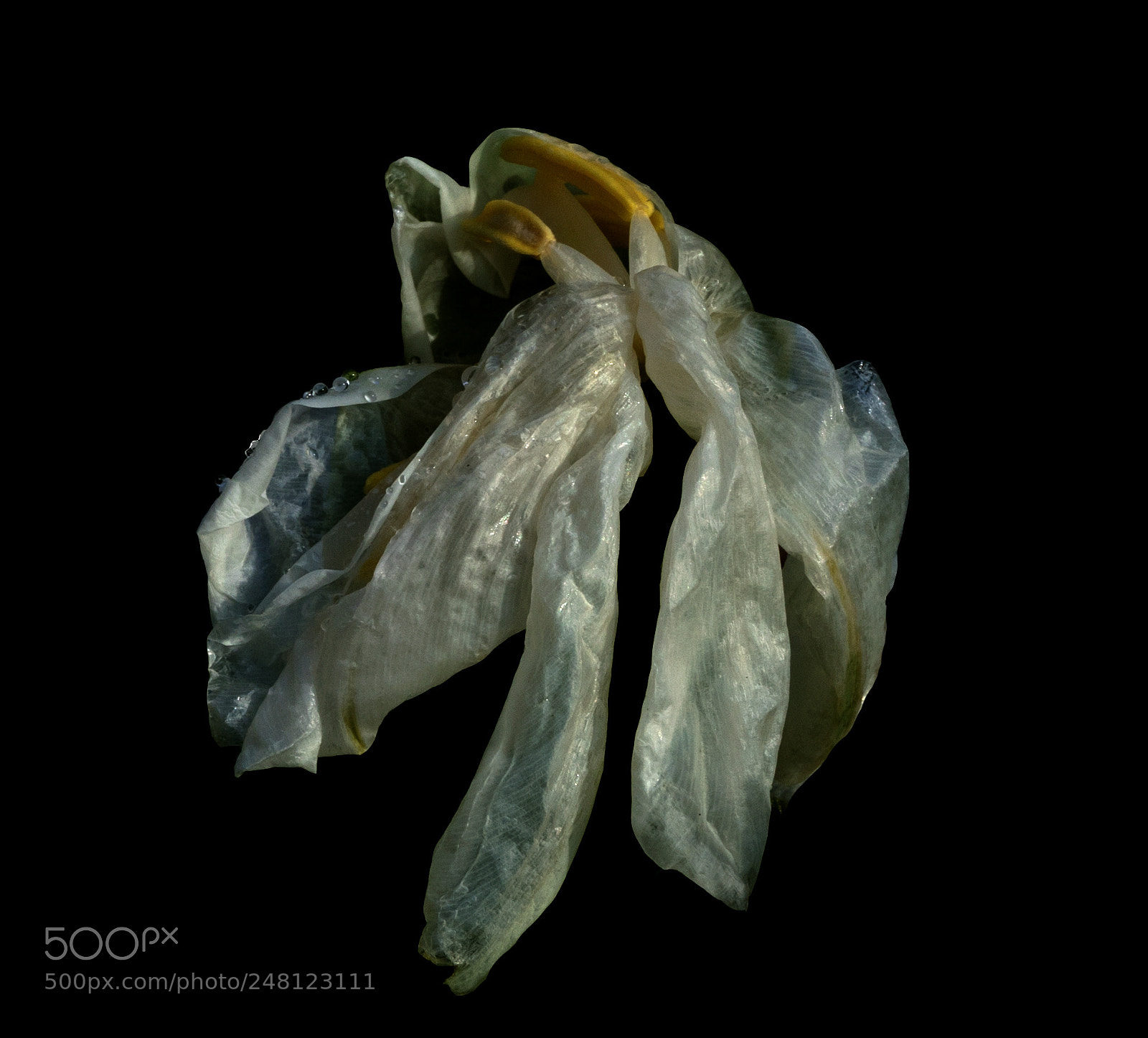 Sony a7 sample photo. Extra fragile 3 photography