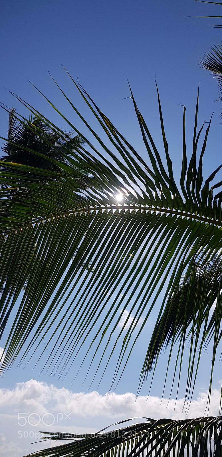 Samsung Galaxy S8+ sample photo. Palm leaf photography