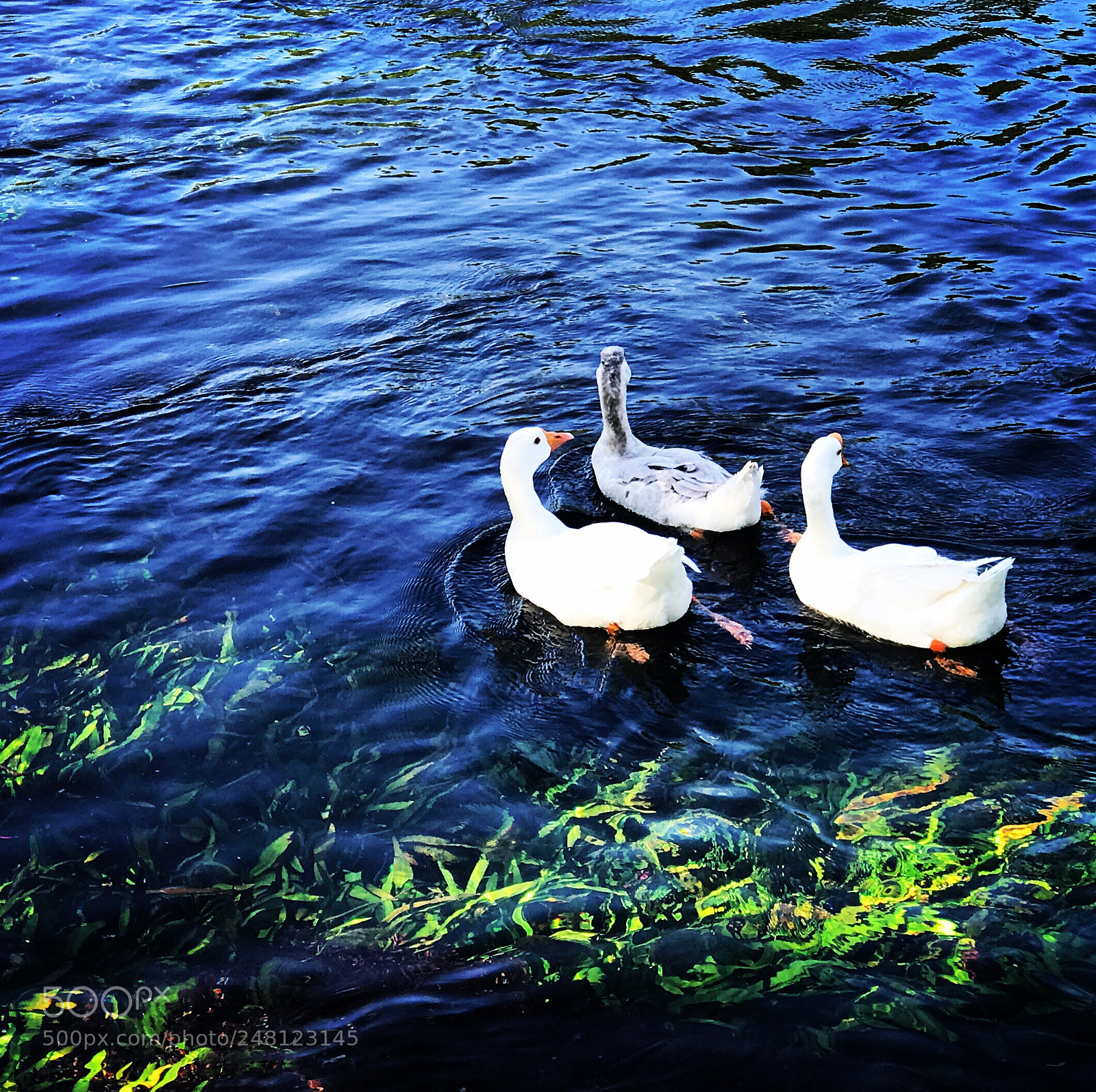 Apple iPhone 7 Plus sample photo. Trio of birds photography