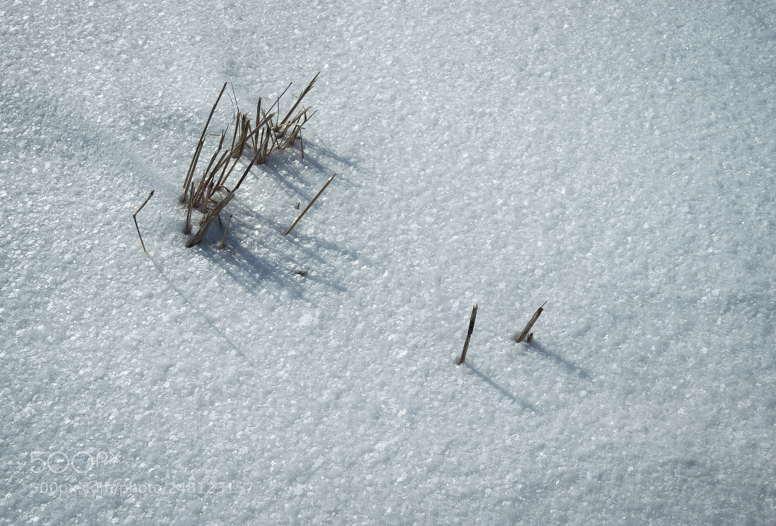 Nikon D5500 sample photo. Dry grass on the photography
