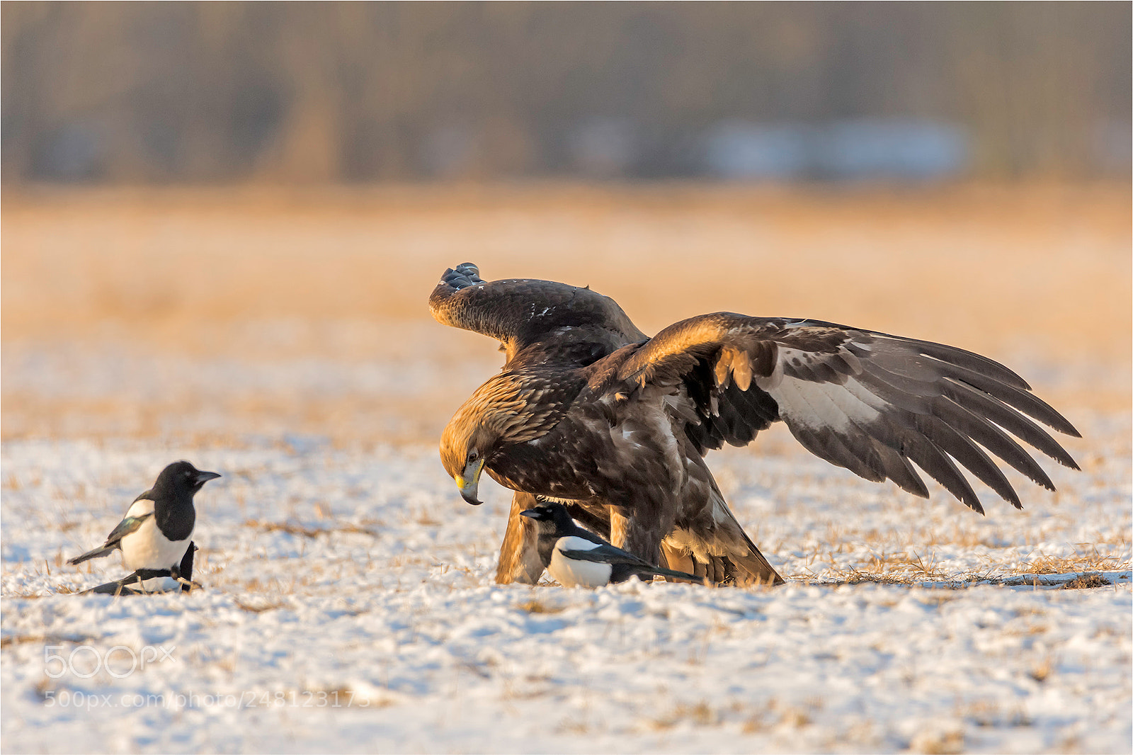 Nikon D7200 sample photo. Golden eagle in golden photography
