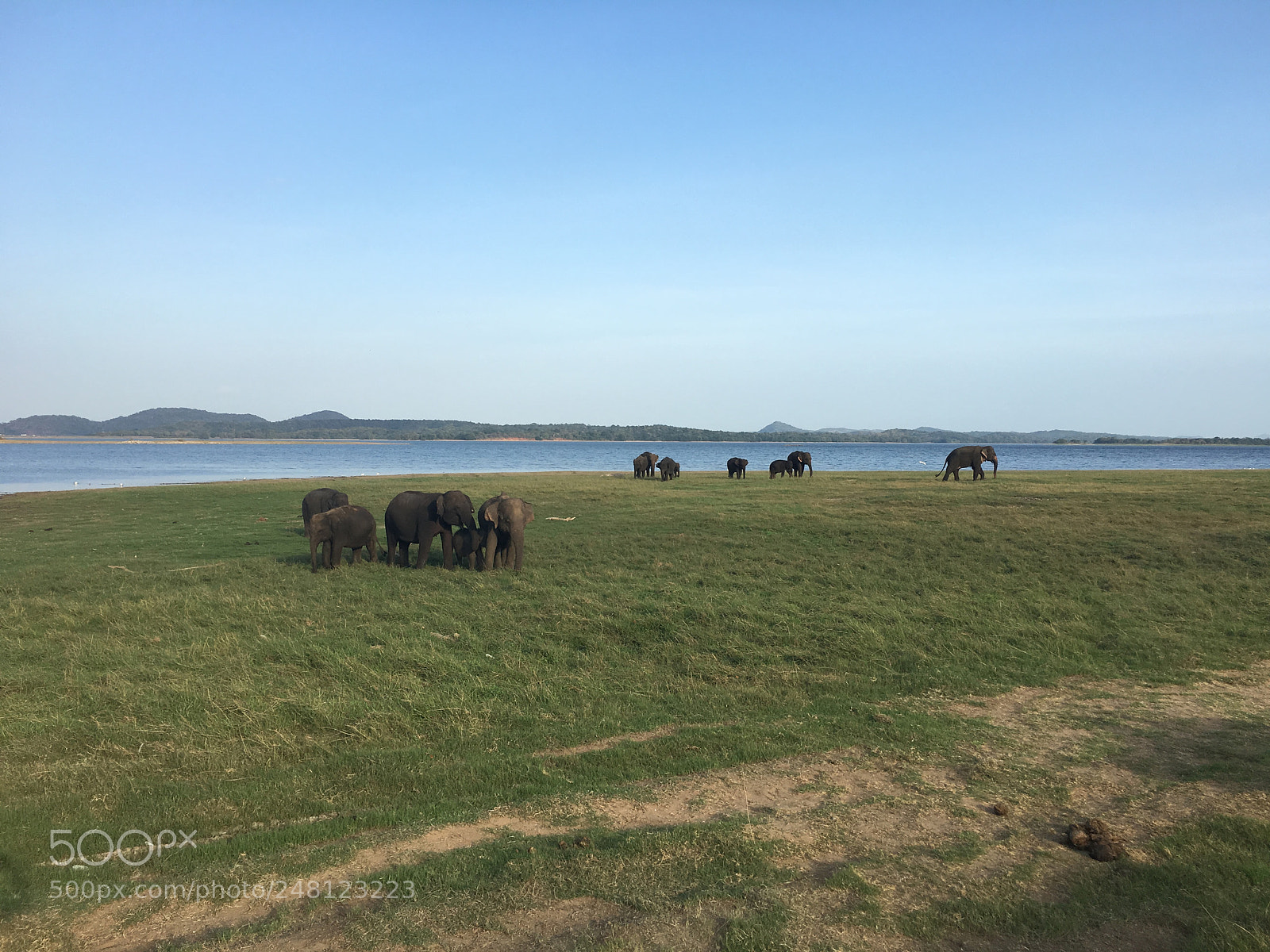 Apple iPhone 6s Plus sample photo. Minneriya national park photography