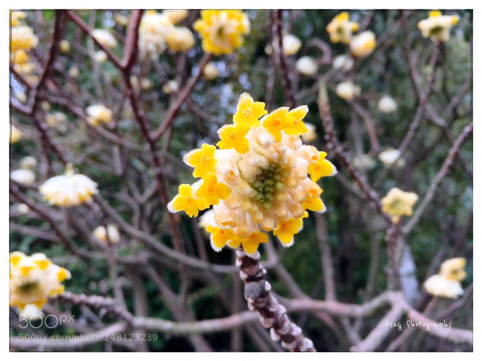 Apple iPhone SE sample photo. 结香 photography