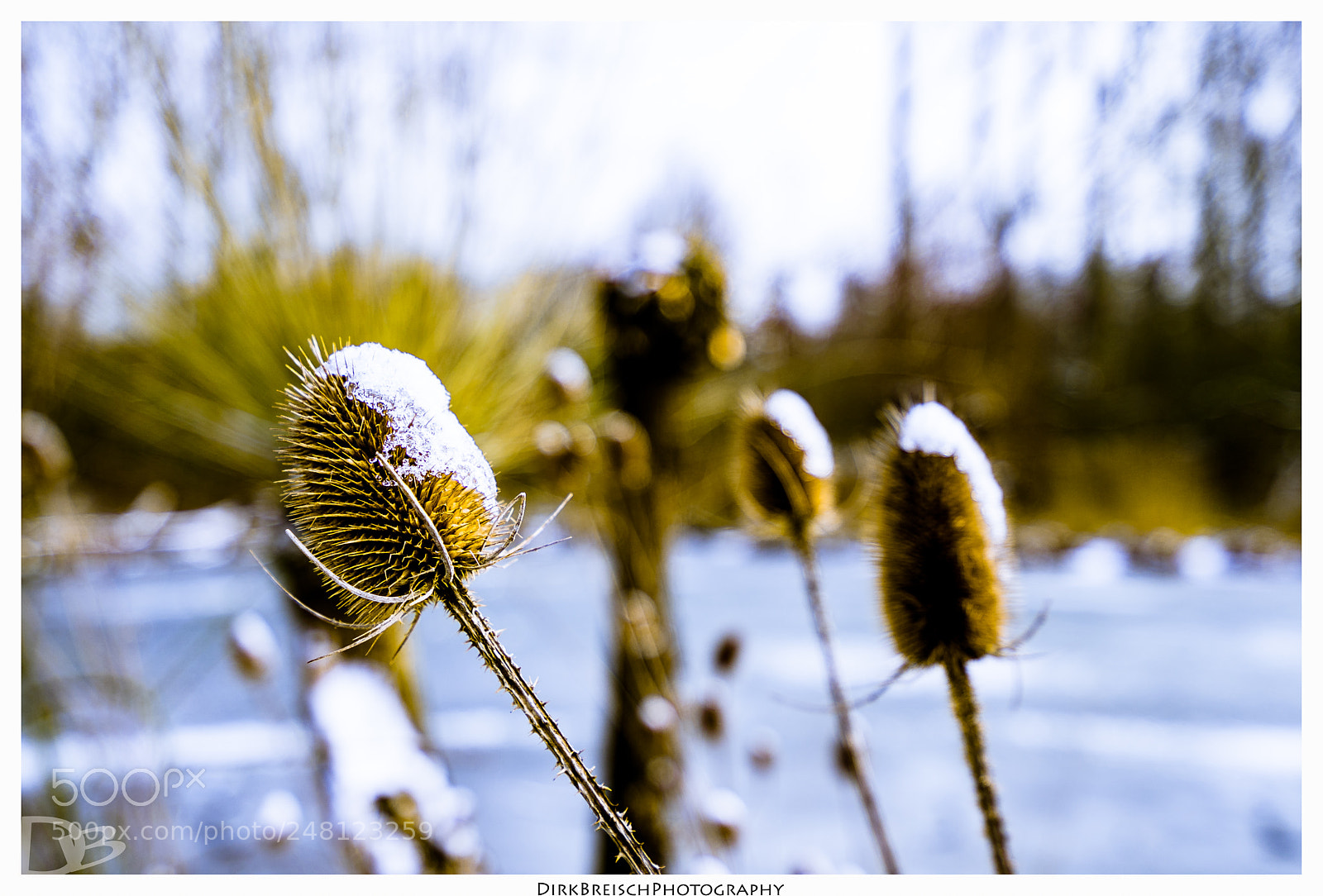 Sony a7 II sample photo. Shine photography