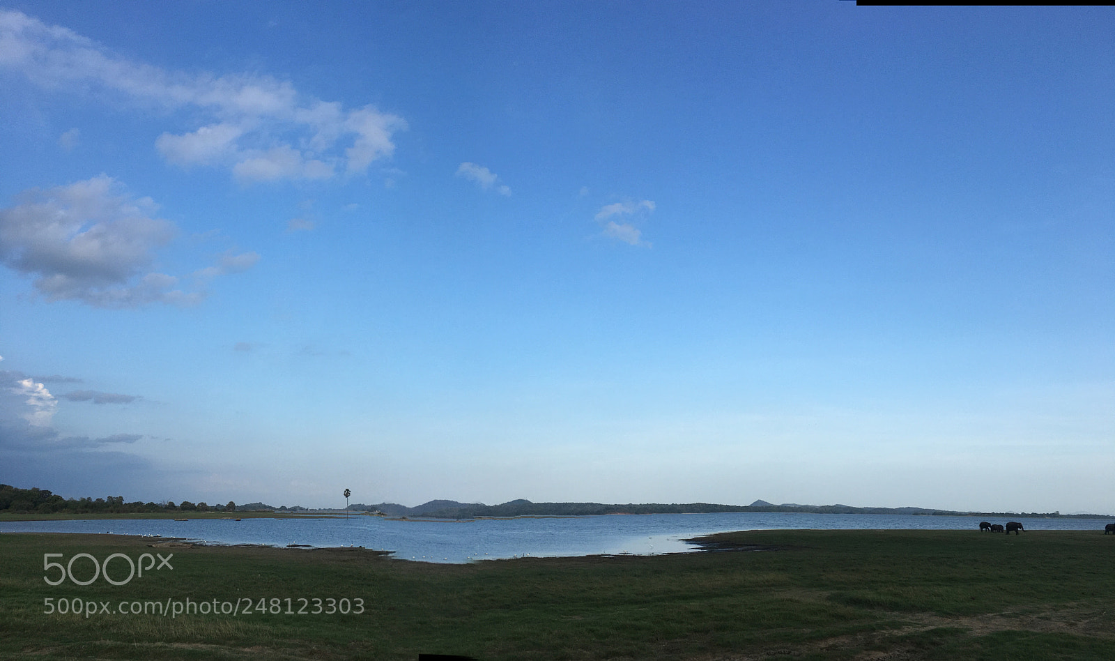 Apple iPhone 6s Plus sample photo. Minneriya national park photography