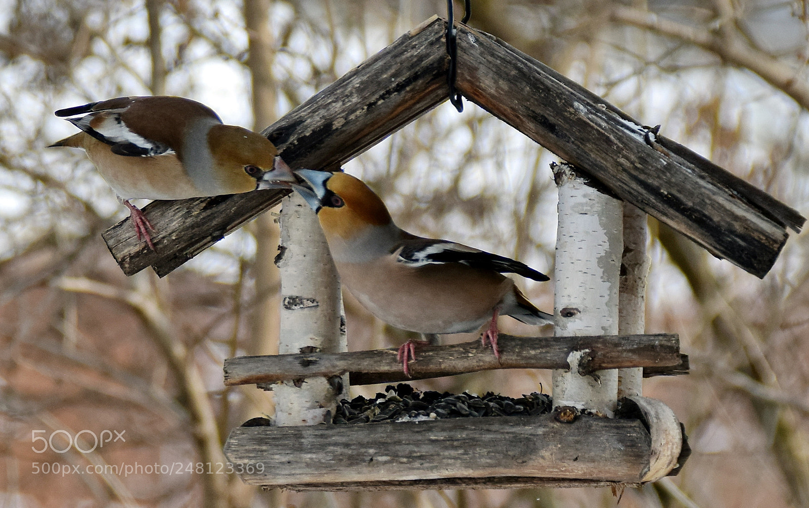Nikon D5300 sample photo. Hawfinch kiss photography