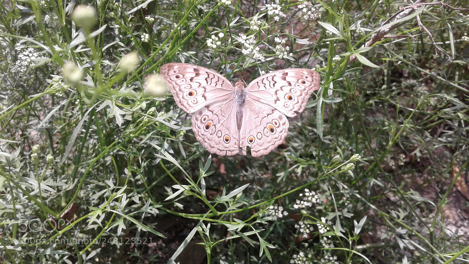 Samsung Galaxy J2 sample photo. Untitled photography