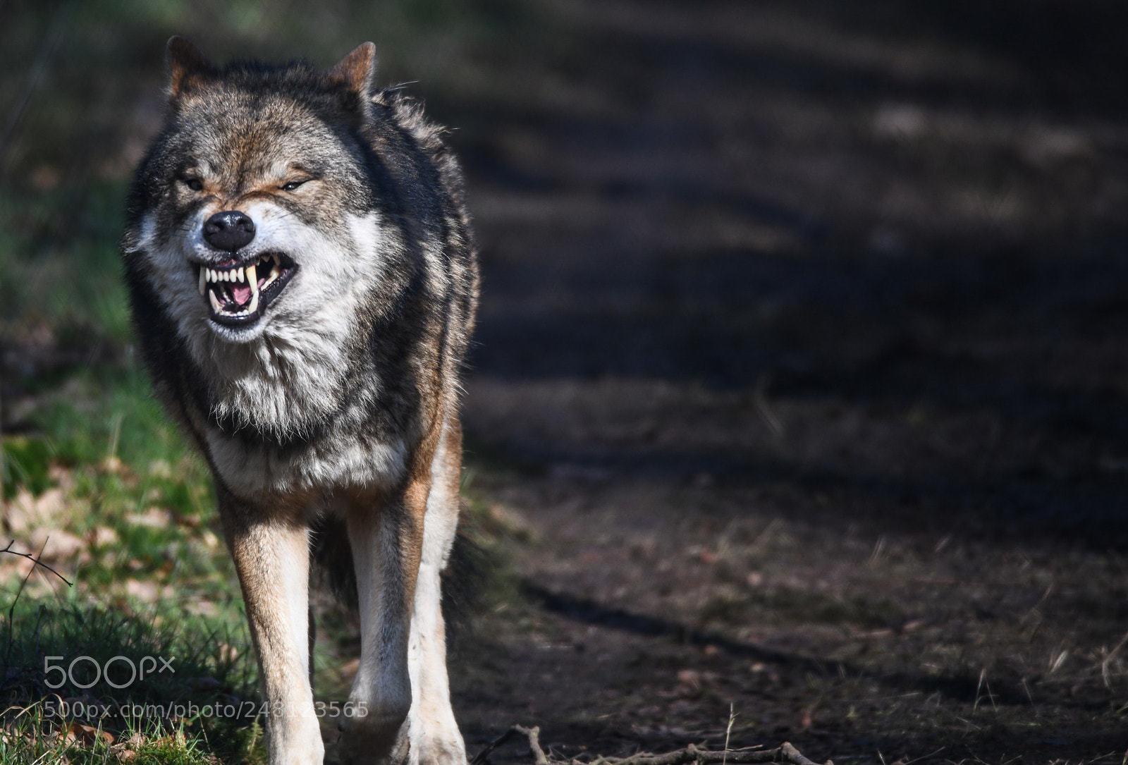 Nikon D850 sample photo. Angry wolf photography