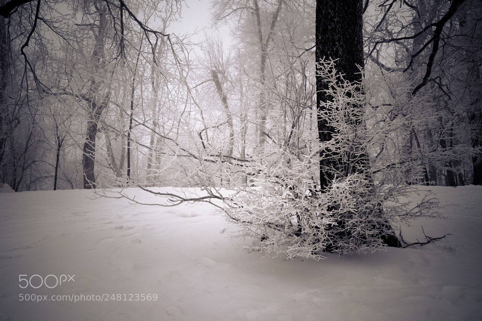 Canon EOS 80D sample photo. Forest photography
