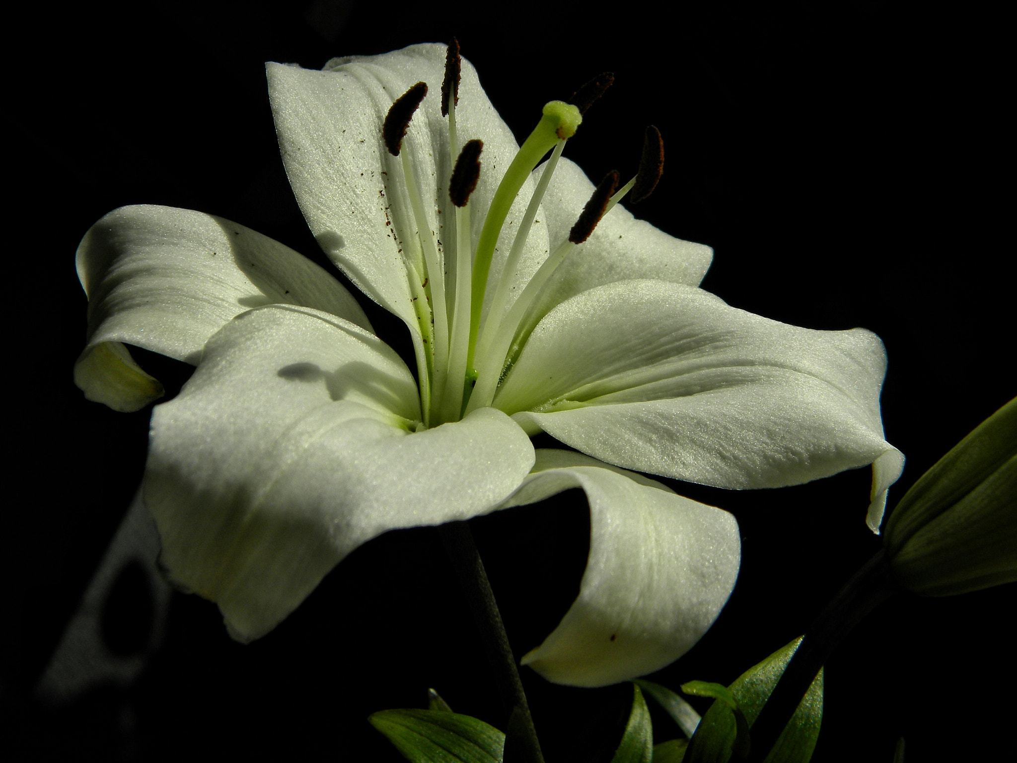 Nikon Coolpix L100 sample photo. Lilia2 photography