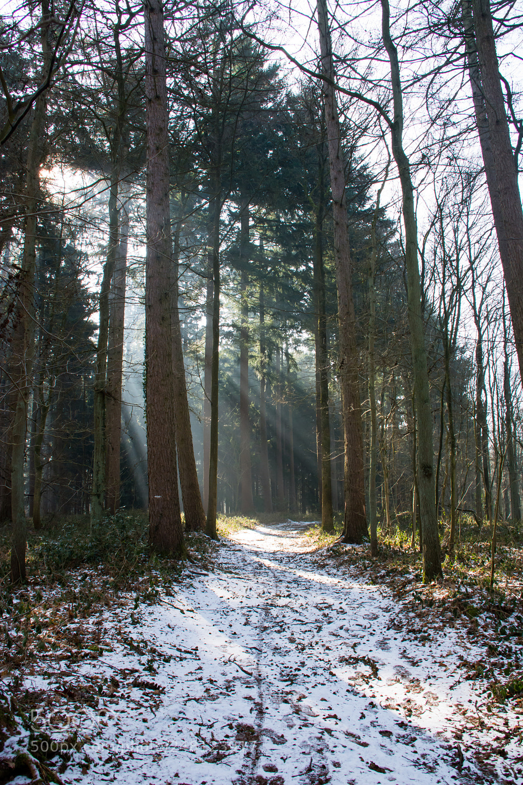 Nikon D5200 sample photo. Winter's sun rays. photography