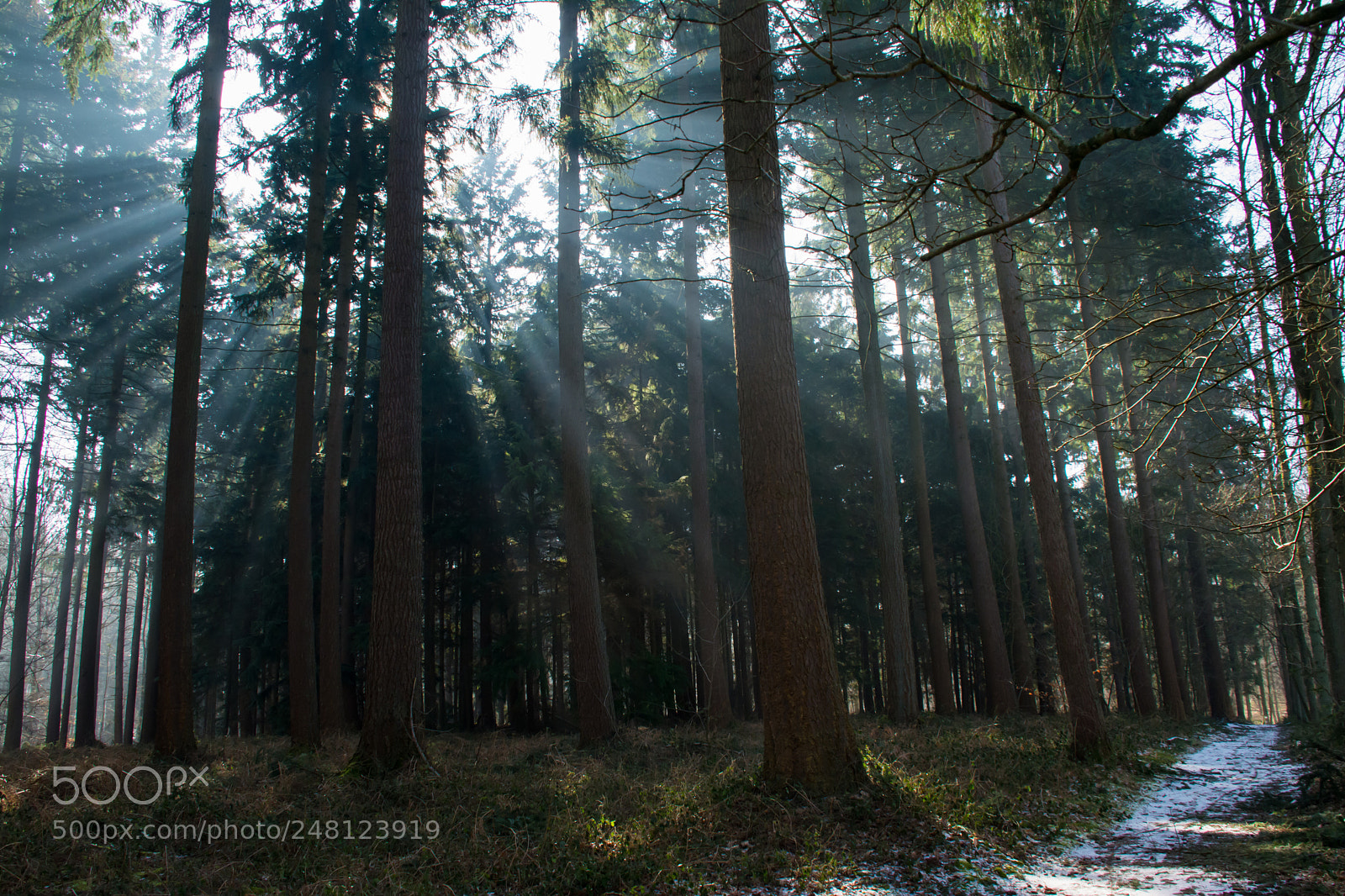 Nikon D5200 sample photo. Winter's sun rays. photography