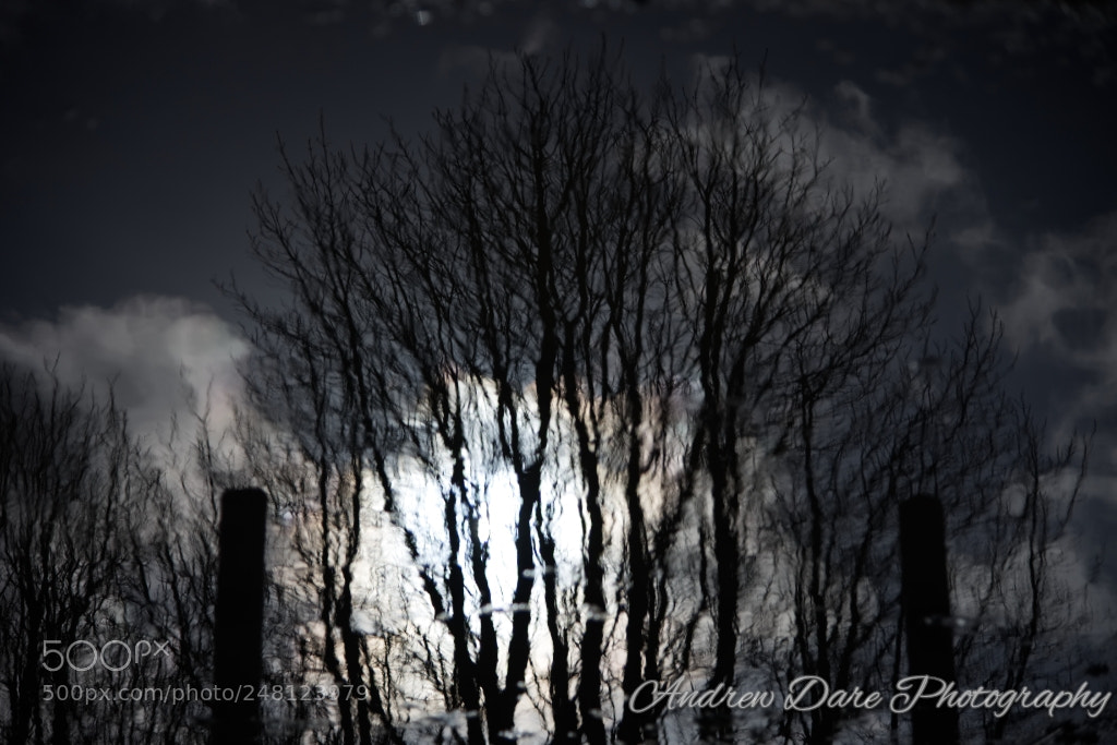 Nikon D810 sample photo. Reflections photography