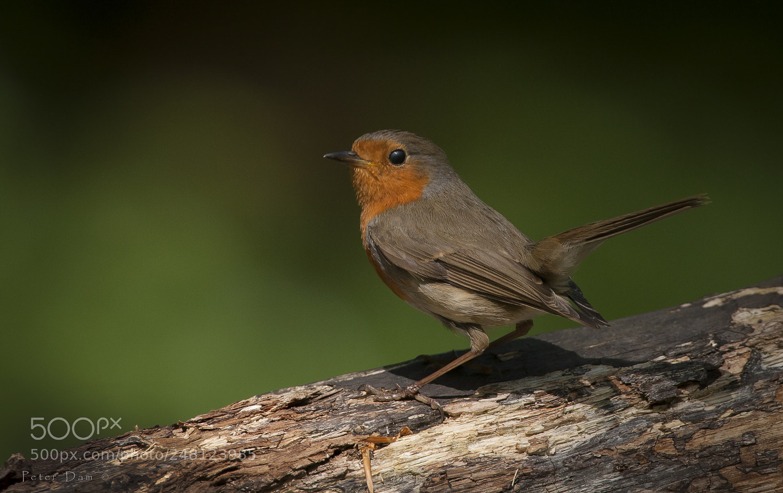 Canon EOS 20D sample photo. Erithacus rubecula photography