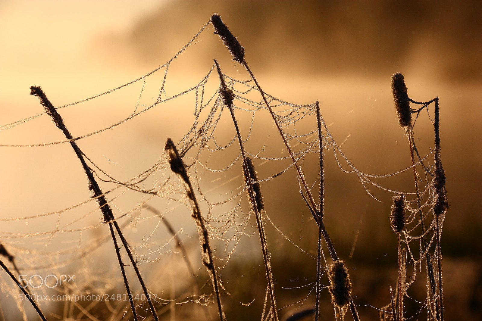 Canon EOS 450D (EOS Rebel XSi / EOS Kiss X2) sample photo. Thawing hoarfrost, web, dry photography