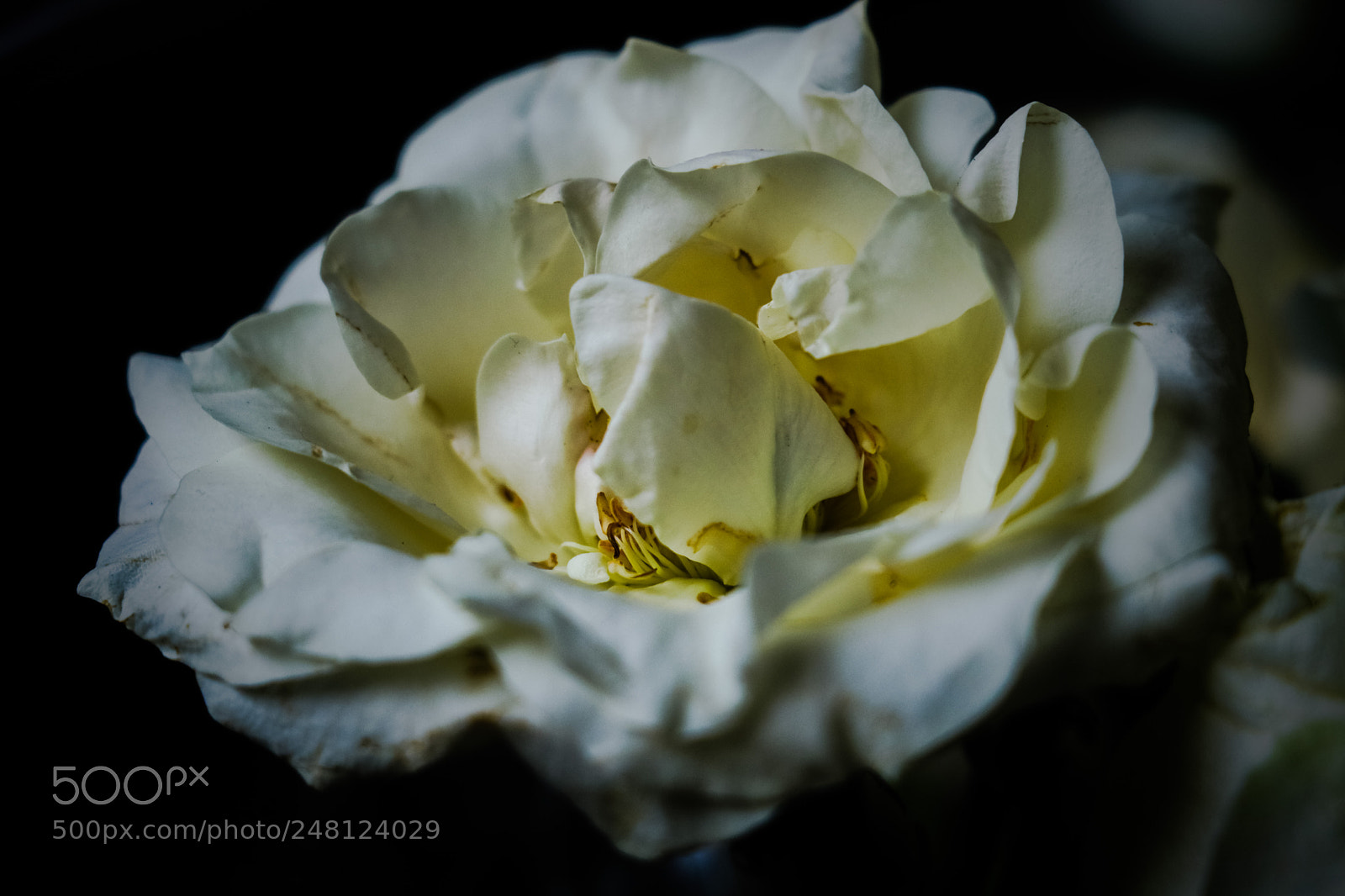 Canon EOS 80D sample photo. Inside me photography