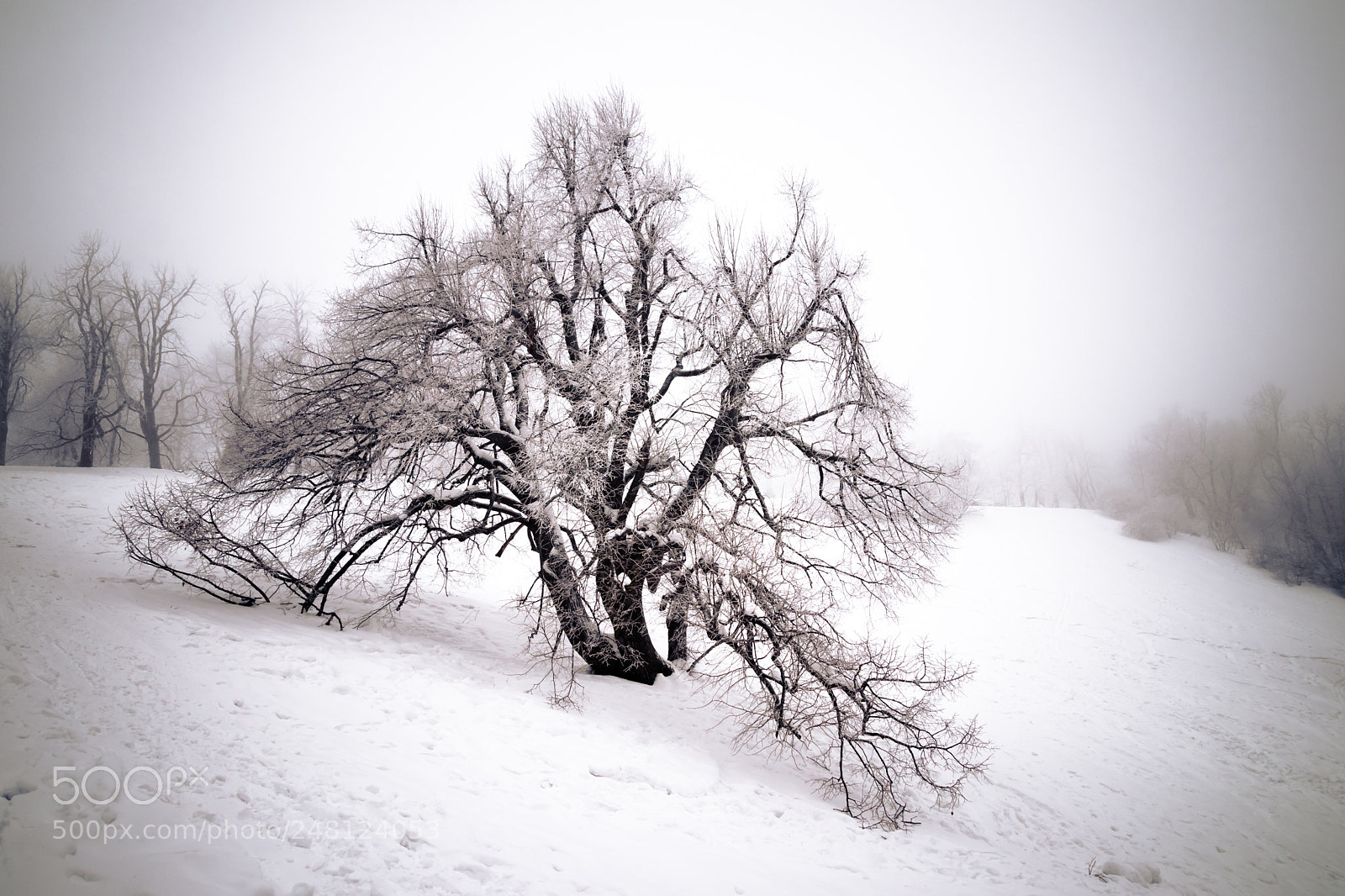 Canon EOS 80D sample photo. Tree photography