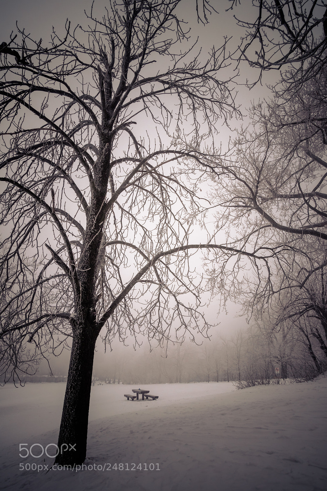 Canon EOS 80D sample photo. Winter photography