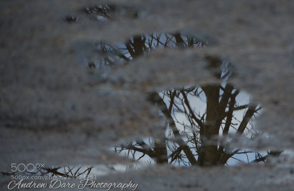 Nikon D810 sample photo. Reflections iv photography