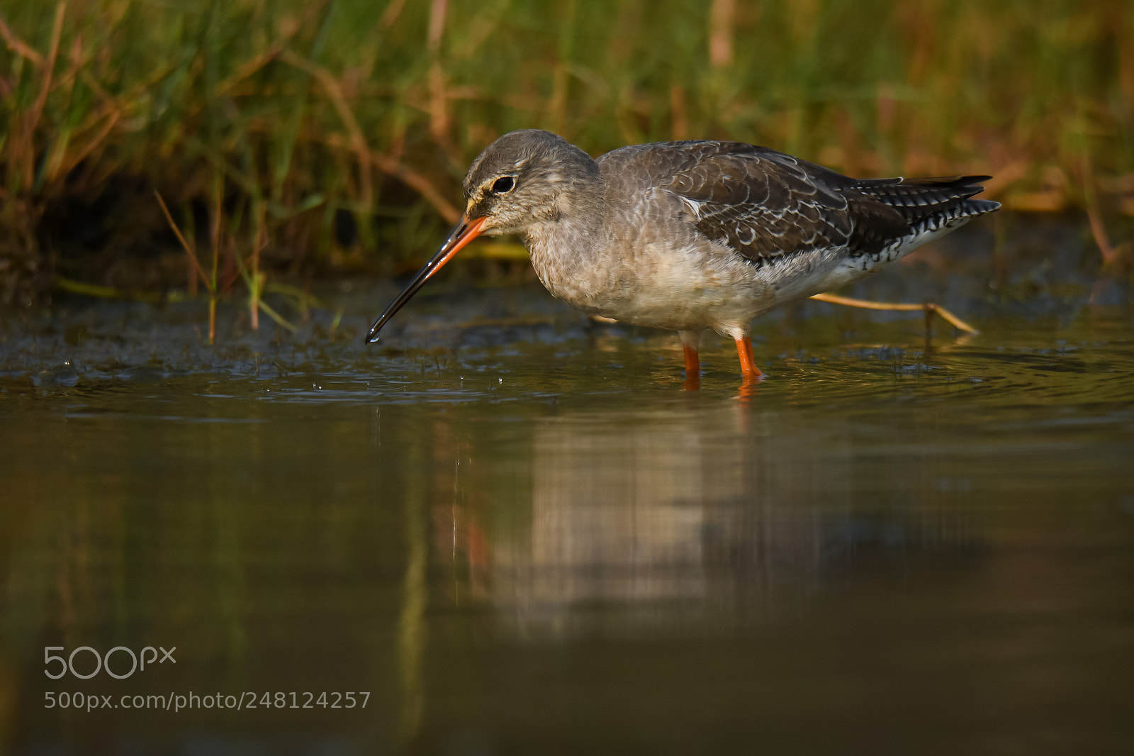 Nikon D500 sample photo. Wood sandpiper photography