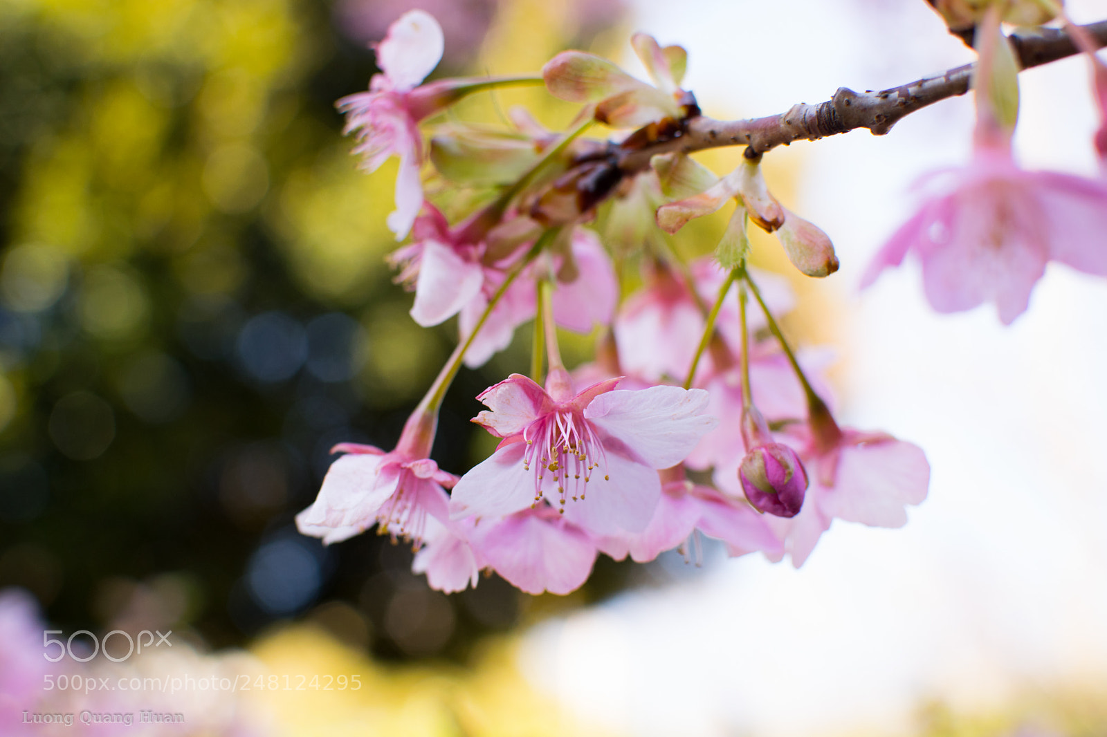 Nikon D5300 sample photo. Okame sakura flower photography
