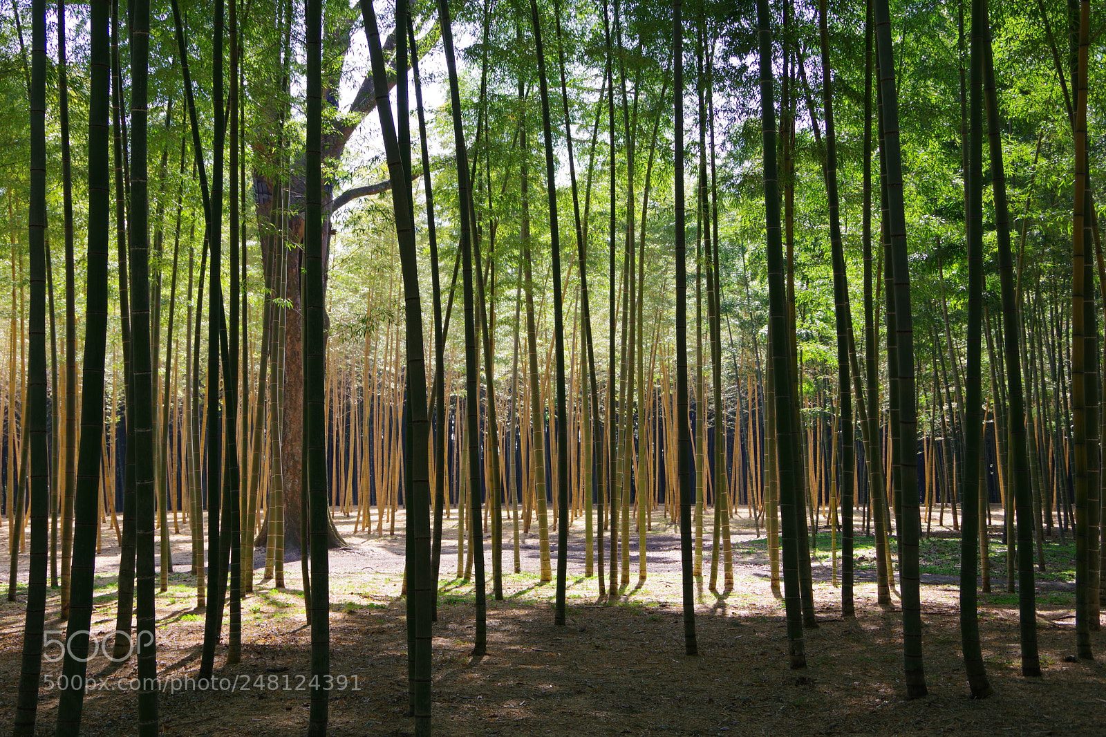 Pentax K-70 sample photo. Untitled photography