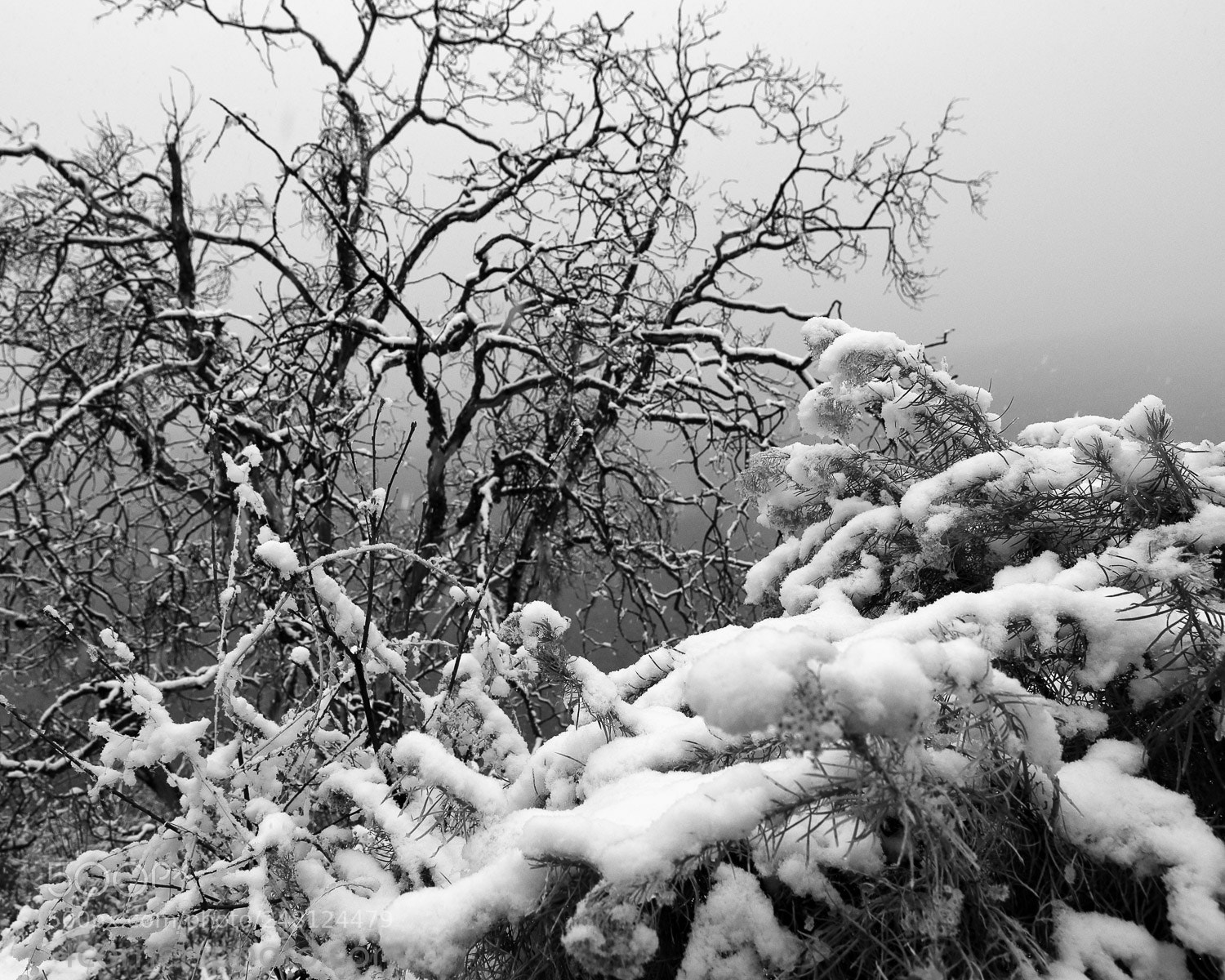 Canon EOS 6D sample photo. Snow and trees, tuolumne photography