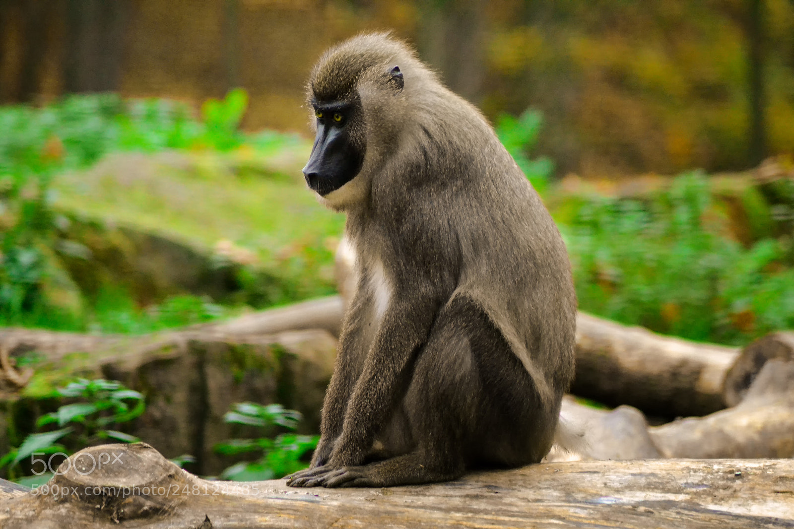Nikon D3100 sample photo. Black faced dril female photography