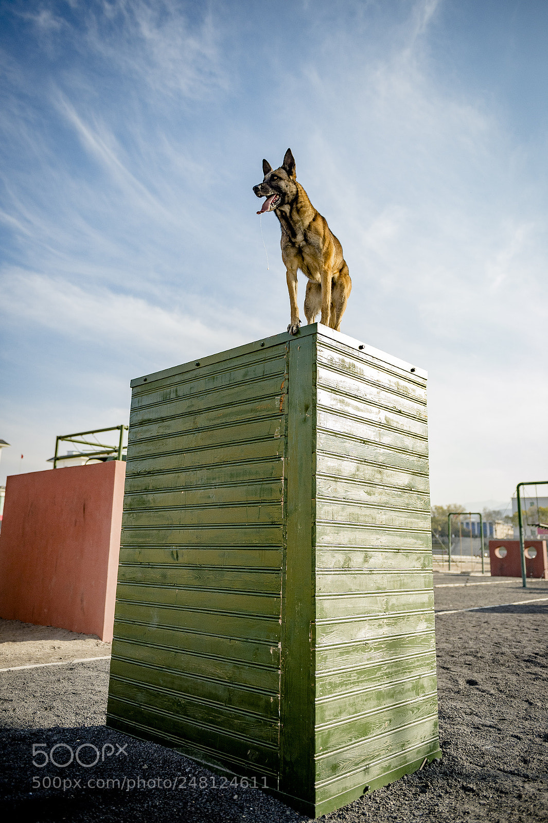 Nikon D4 sample photo. The fate of dog photography