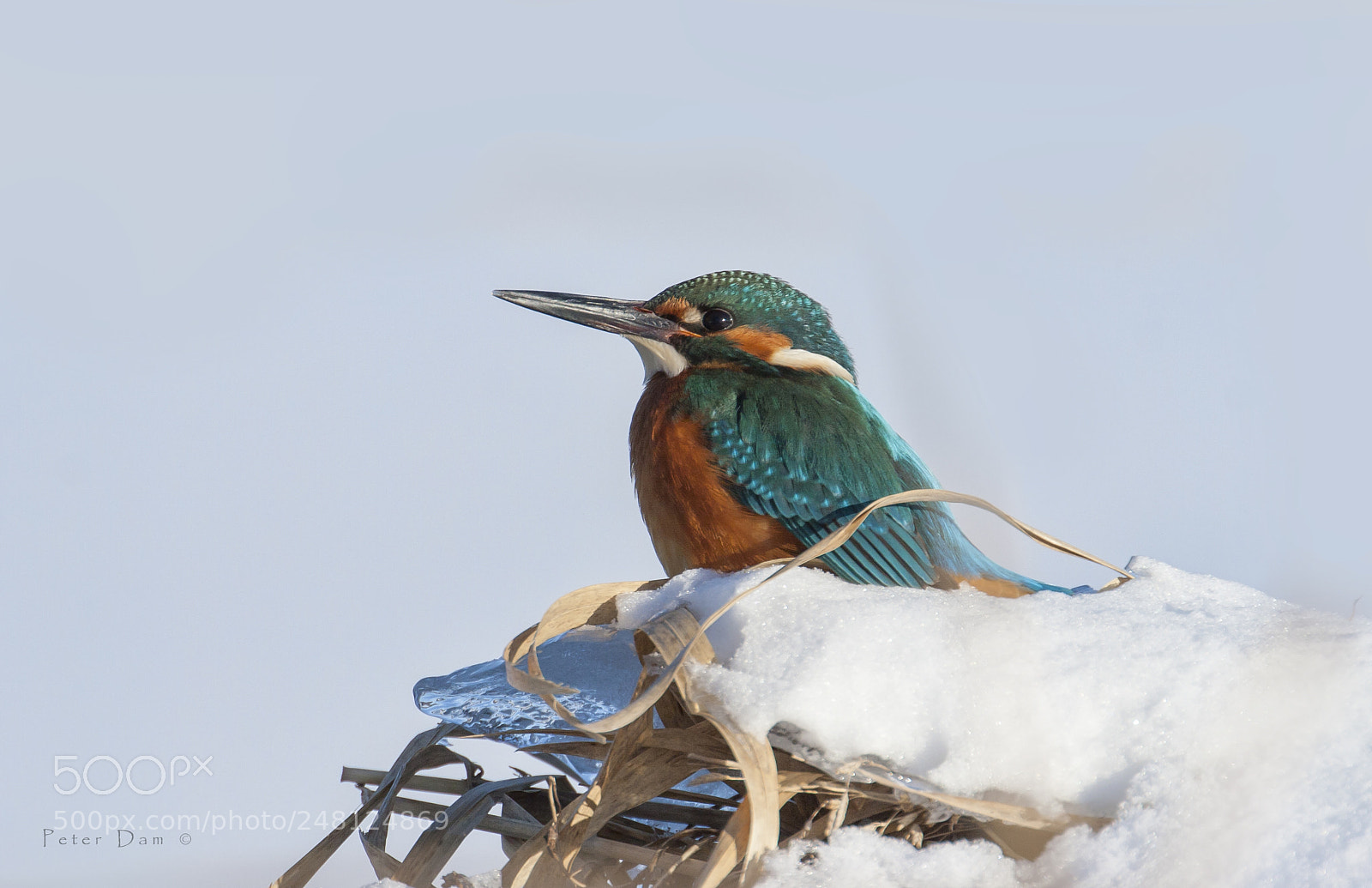 Canon EOS 20D sample photo. Alcedo atthis photography