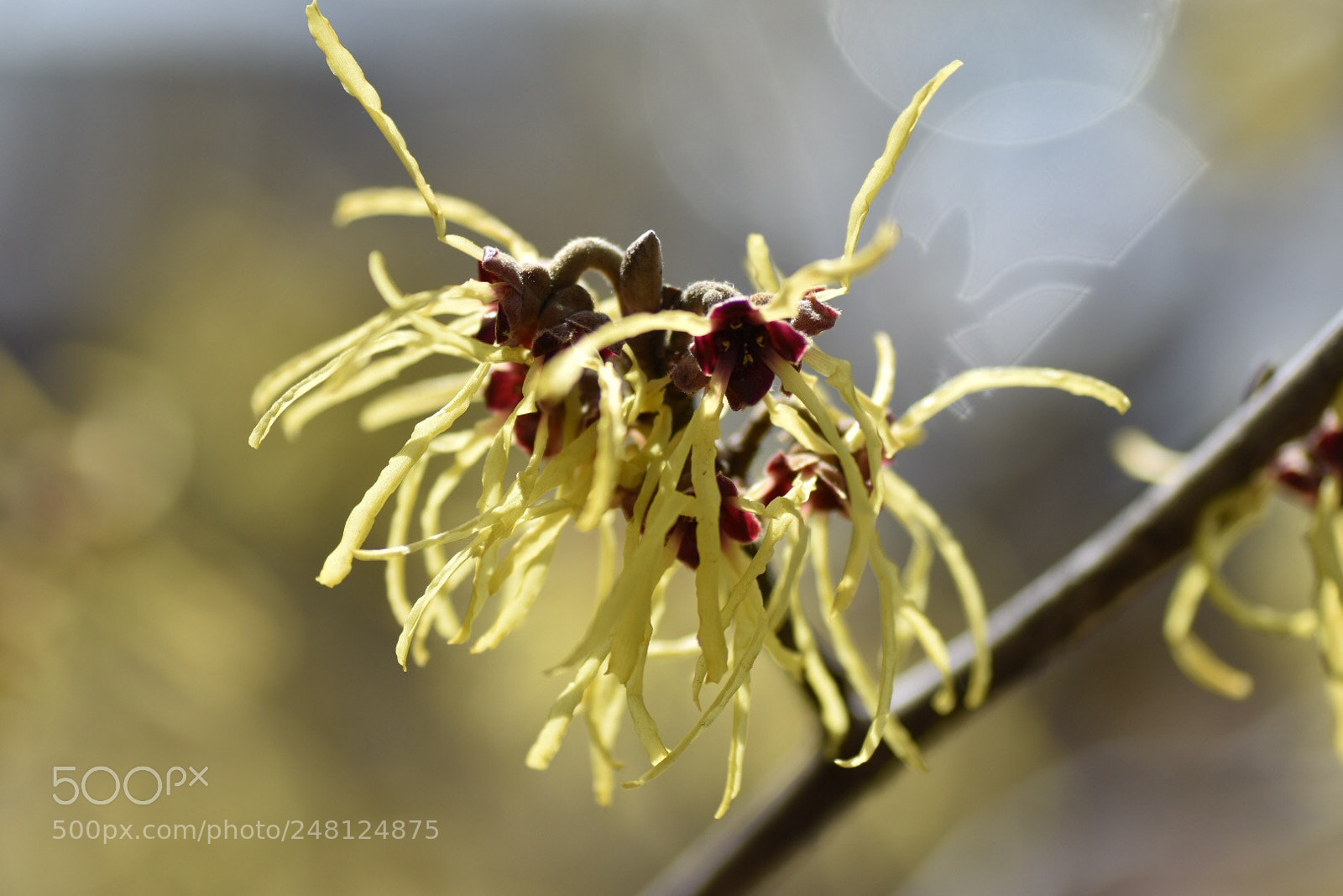 Nikon D7200 sample photo. Hamamelis japonica photography