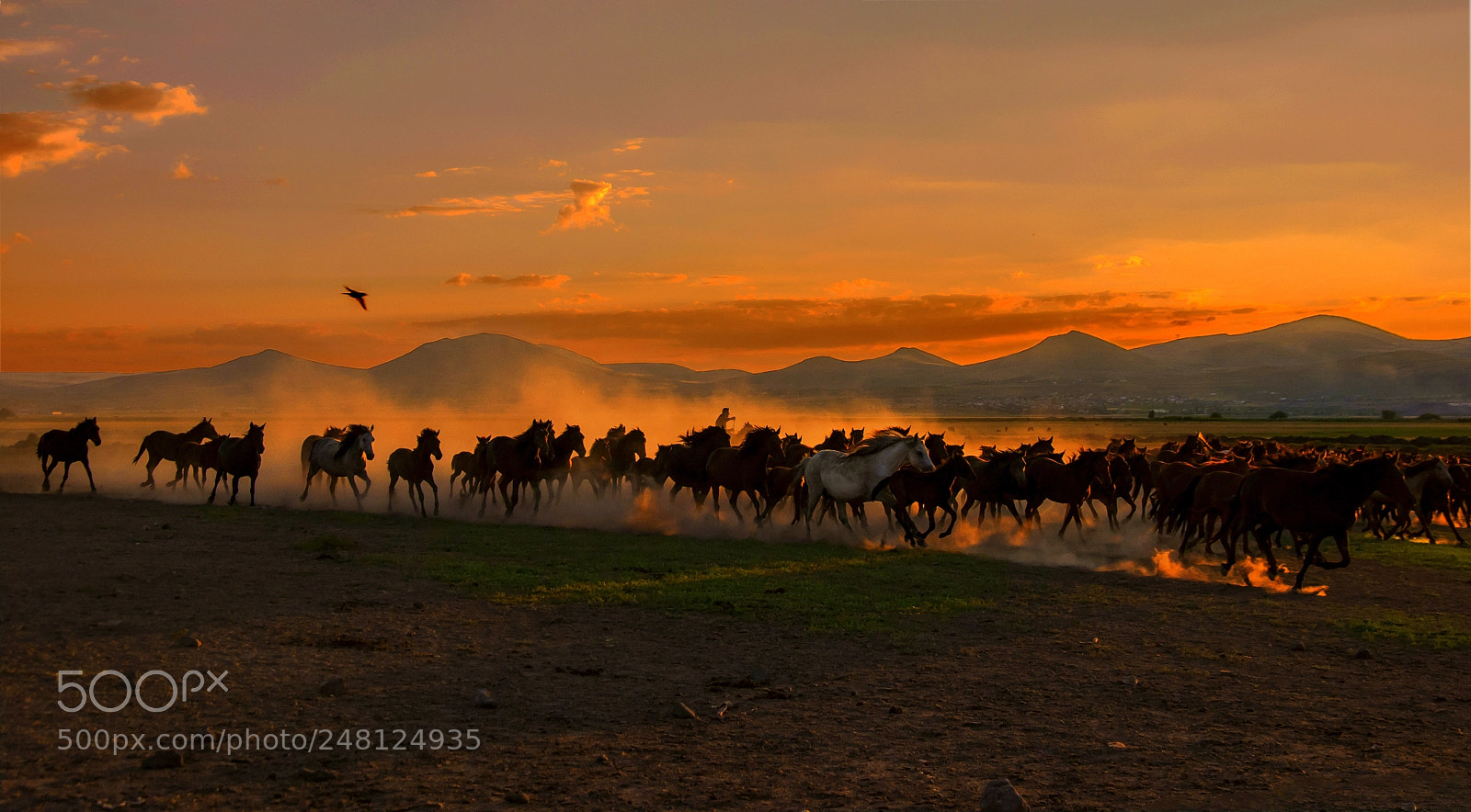 Nikon D90 sample photo. Windy horses photography