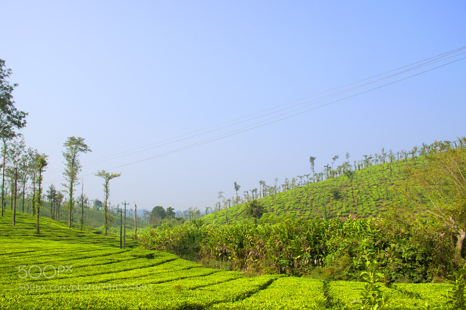 Nikon D5300 sample photo. Tea fields in karnataka photography