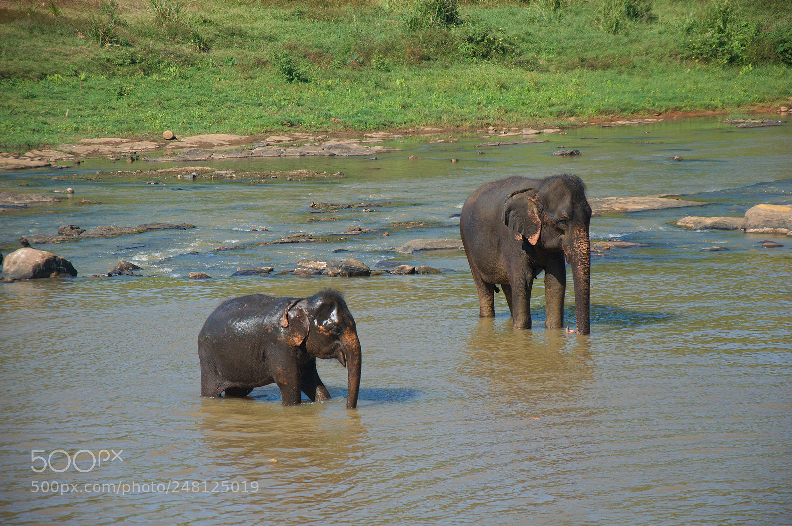 Nikon D90 sample photo. Pinnawala photography