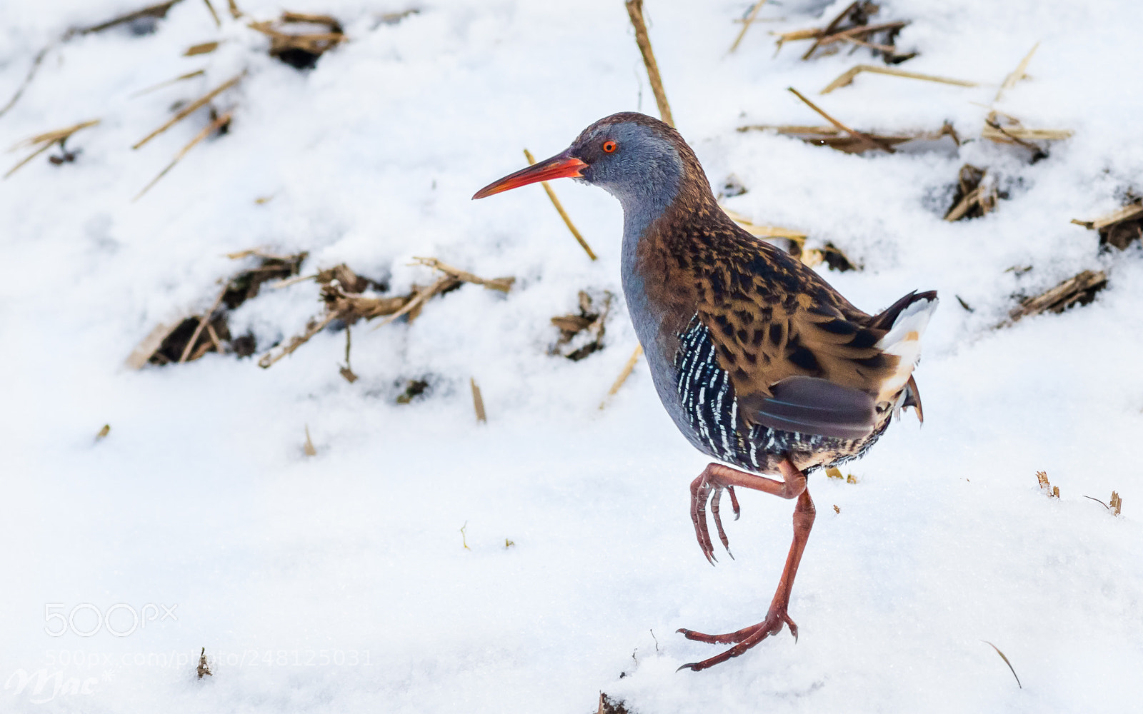 Canon EOS 7D Mark II sample photo. Water rail in the photography