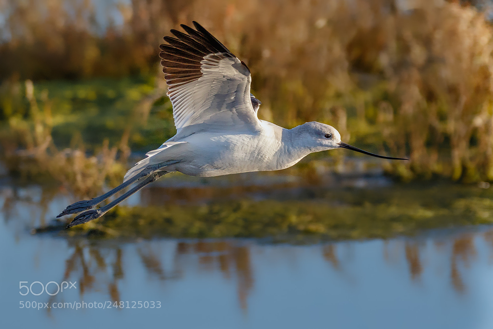 Canon EOS 7D Mark II sample photo. Avocet flyby photography