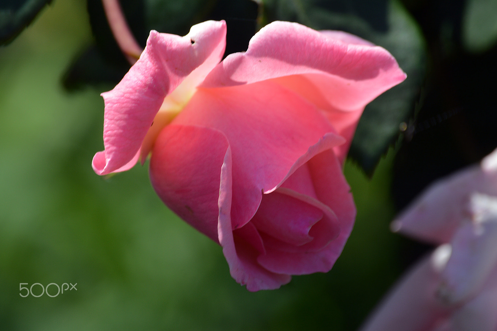 Nikon D3200 sample photo. Rose photography