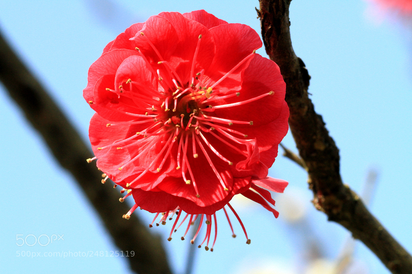 Canon EOS 7D sample photo. 红红 photography