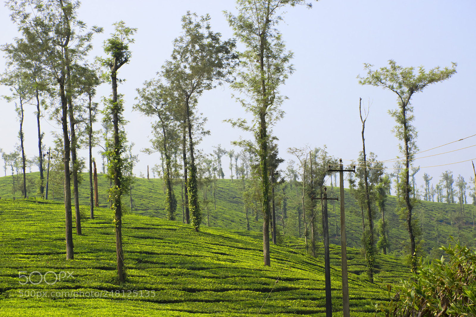 Nikon D5300 sample photo. Tea fields in karnataka photography