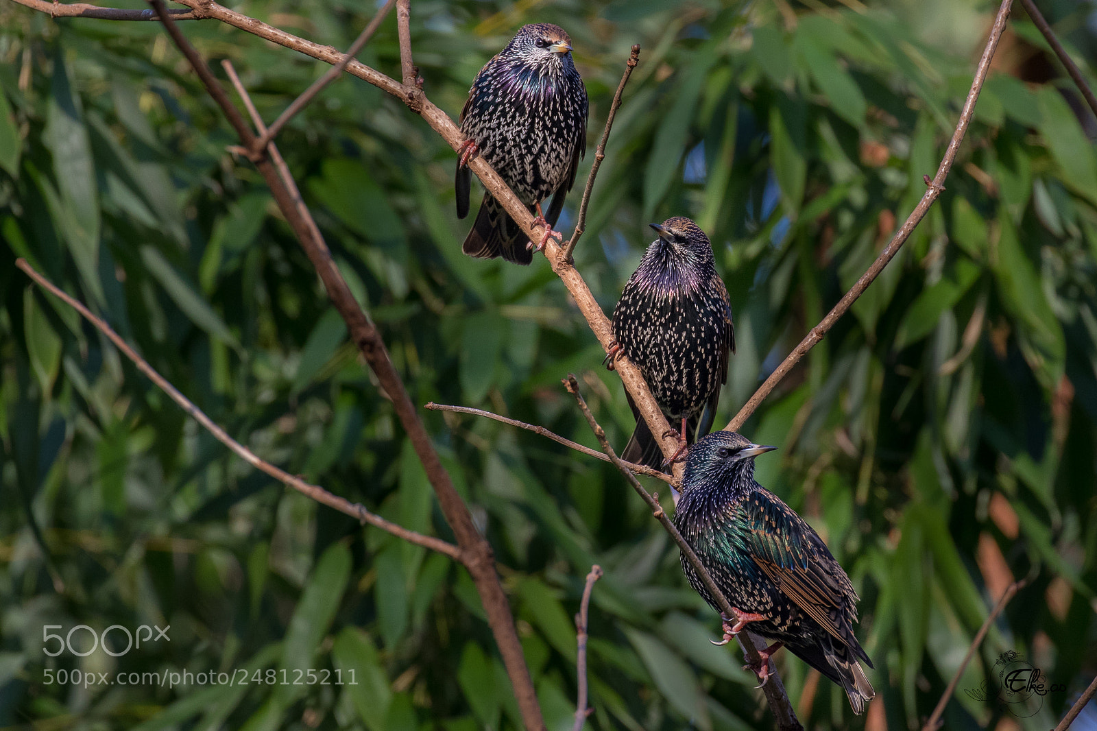 Canon EOS 7D Mark II sample photo. Starling photography