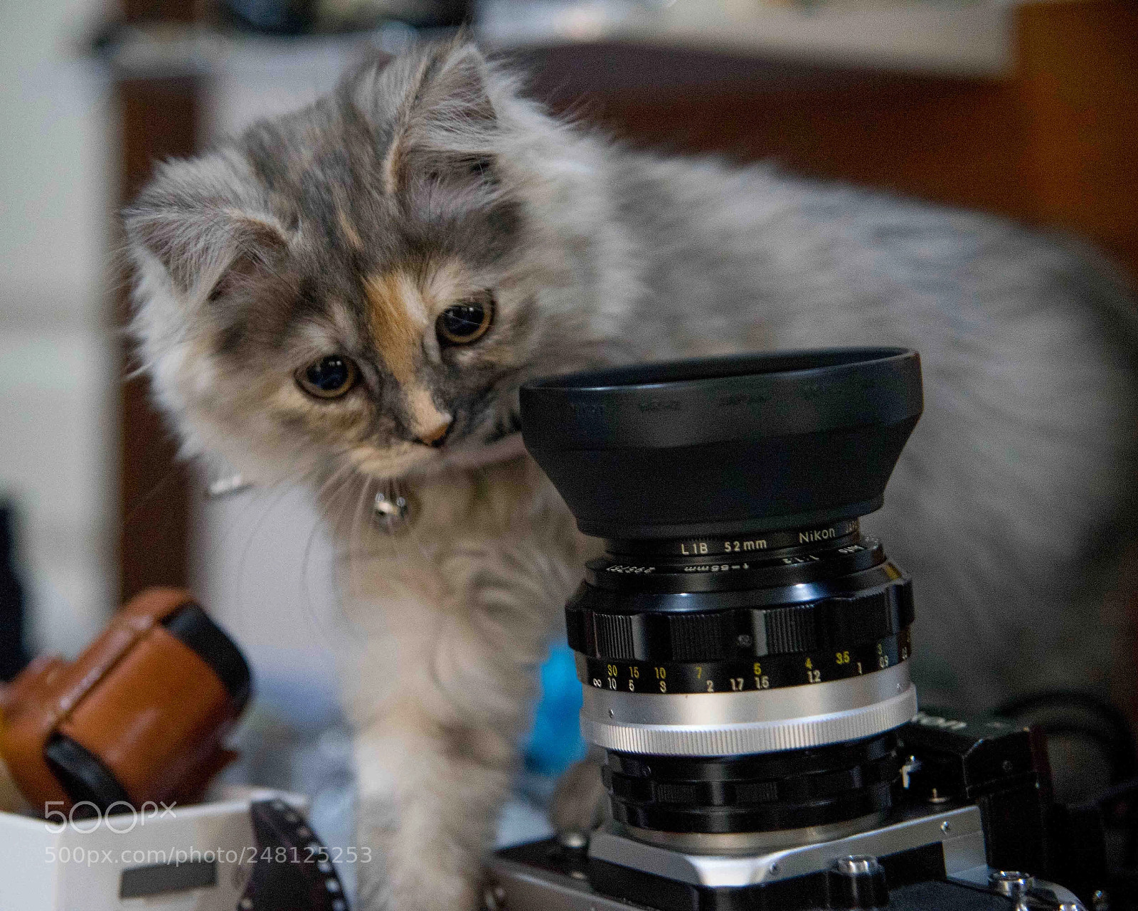 Sony a7 II sample photo. Camera cat photography