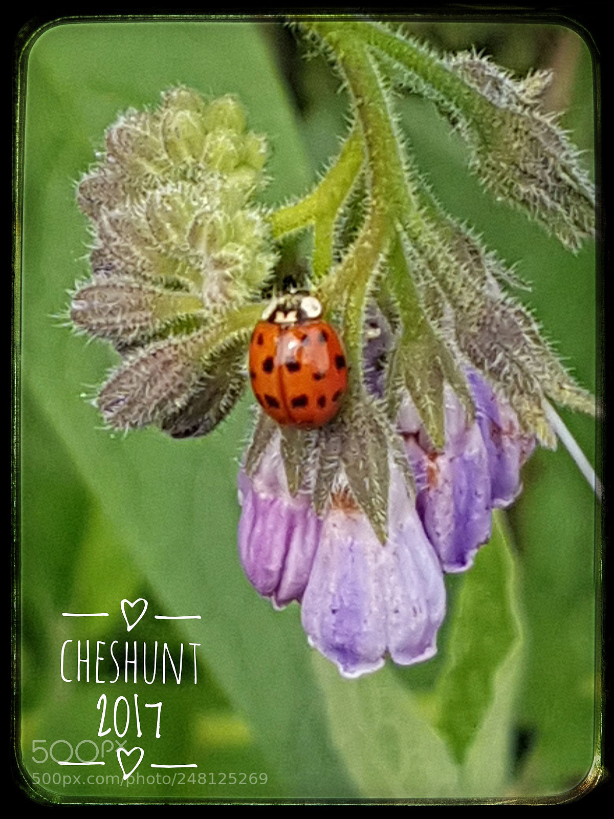 Samsung Galaxy S7 sample photo. Beautiful lady bird photography